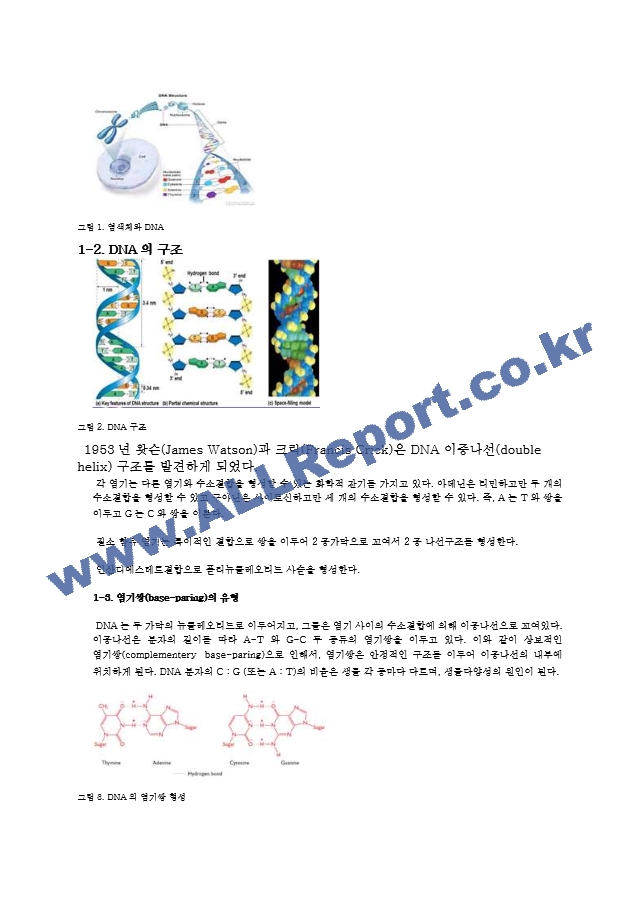실험 14주차 DNA 모형 제작 결과 Report   (2 )
